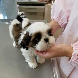 Shihtzu puppy for outing 