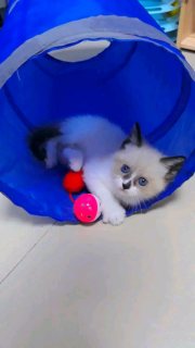 Ragdoll kittens is available  1
