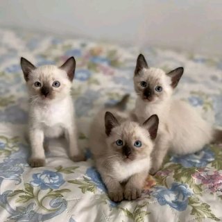 Siamese kittens available 