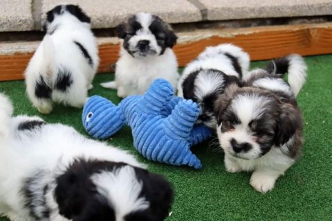  Adorable Male And Female Shih Tzu Puppies 2
