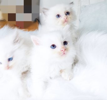 Adorable Persian Kittens available 1
