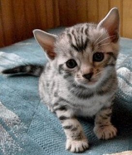 Bengal Kittens Available 2