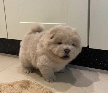 Chow Chow Puppies 1