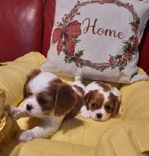  Cavalier King Charles puppies available. 