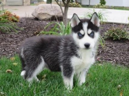 Akc registered Siberian Husky puppies	WHATSAPP (+971 52 916 1892)