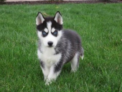 Akc registered Siberian Husky puppies	WHATSAPP (+971 52 916 1892) 2