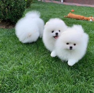 Two Awesome T-Cup Pomeranian Puppies WHATSAPP (+971 52 916 1892)