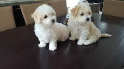 Adorable Healthy Bichon Frise Puppies Available for sale  1