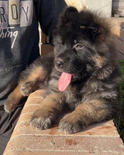 German Shepherd puppy out for sale