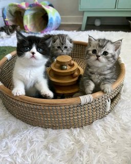 Scottish fold kittens 