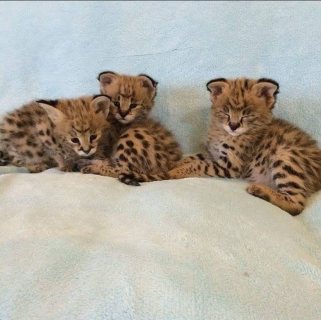 Serval kittens available for new home  1