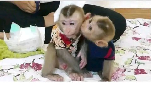 Capunchin monkey for you 