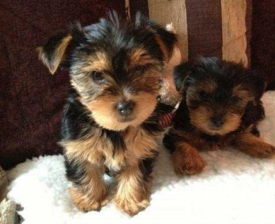 Yorkshire terrier Puppies 1