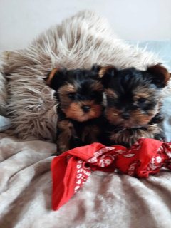 Yorkie puppies for sale +971 52 916 1892