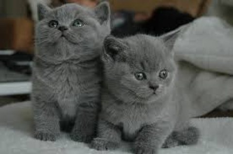  I have British Shorthair Kittens Available for sale +971 52 916 1892