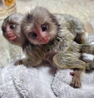 Pygmy marmoset monkey babies for sale.