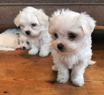 Teacup Maltese Puppies for sale (Whatsapp +971 52 916 1892) 