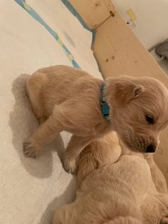 Labrador Puppies for Sale  (Whatsapp +971 52 916 1892) 