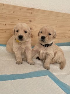 Labrador Puppies for Sale  (Whatsapp +971 52 916 1892)  2
