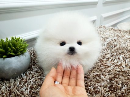 Teacup Pomeranian Puppies for sale  (Whatsapp +971 52 916 1892) 
