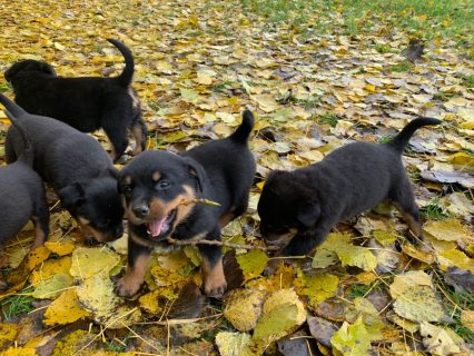 Rottweiler Puppies Available for sale (Whatsapp +971 52 916 1892)  1