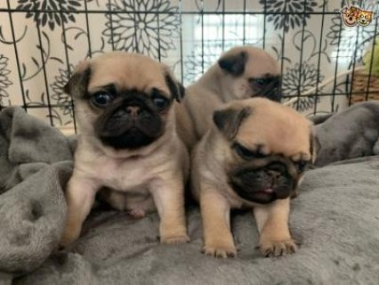 Pug Puppies For Sale 1