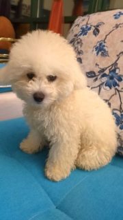 Toy poodle for sale 1