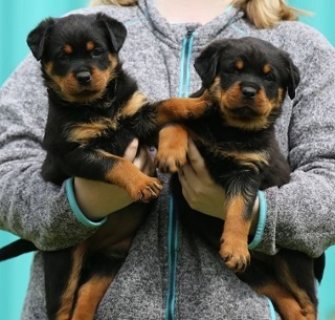 Lovely Rottweiler Puppies Available for sale WHATSAPP : +97152 916 1892)