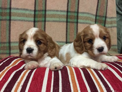  Cavalier King Charles Spaniel Puppies for sale WHATSAPP : +97152 916 1892 1