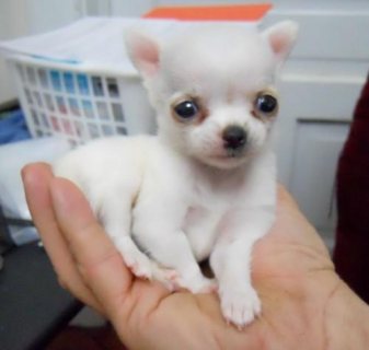 Cute chihuahua puppies for sale  WHATSAPP : +97152 916 1892