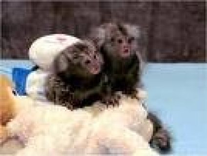  Pygmy Marmoset monkeys  Available for sale.WHATSAPP : +97152 916 1892