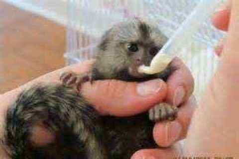  Pygmy Marmoset monkeys  Available for sale.WHATSAPP : +97152 916 1892 2