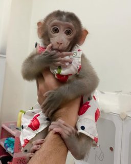 Capunchin baby  monkey sale 1