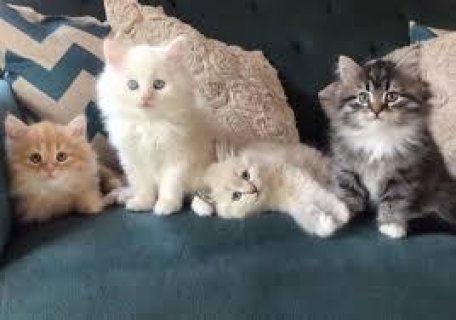 Siberian kittens available to go home now! WHATSAPP: +97152 916 1892 1