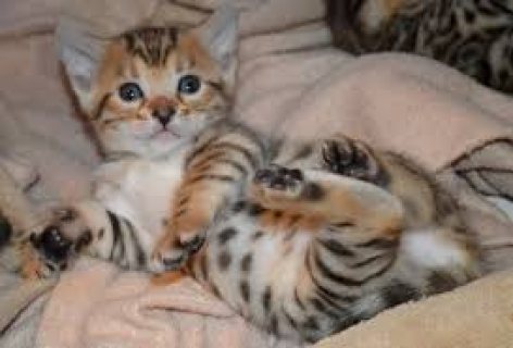 Bengal Kittens Available WHATSAPP: +97152 916 1892 1