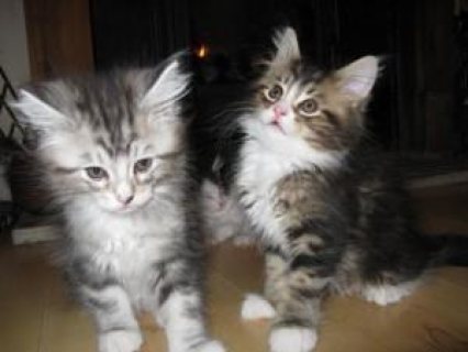 Available Maine Coon Kittens available WHATSAPP: +97152 916 1892 1