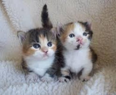 Munchkin Kittens Registered WHATSAPP: +97152 916 1892