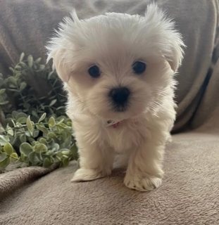 Adorable male and female Maltese Puppies.WHATSAPP: +97152 916 1892