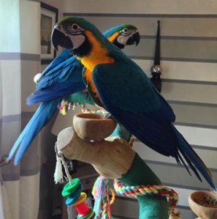   We  have blue and gold macaw parrot and african grey whatsapp  +97152 916 1892