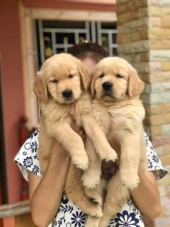 Absolutely Healthy Golden Retriever Puppies