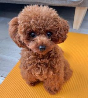Toy poodle dog for new friends and family  1