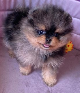 Pomeranian puppies available for new home  1