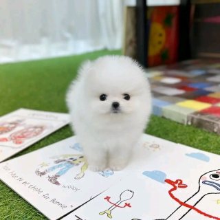 Tea cup Pomeranian puppy for sale  1