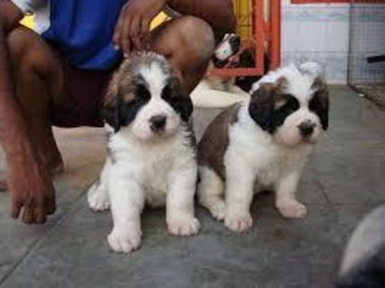 Shih Tzu Puppies   WHATSAPP: +97152 916 1892