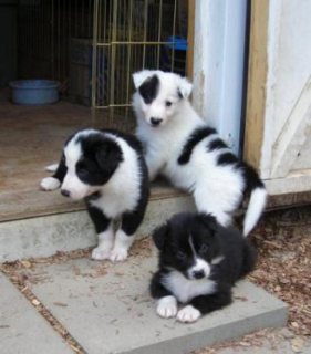 Border colie puppies