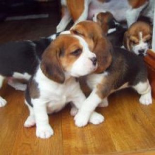 Beagle Puppies  WHATSAPP: +97152 916 1892
