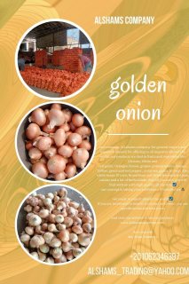 fresh onion 1