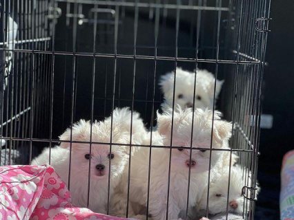 Teacup Maltese Puppies for sale 