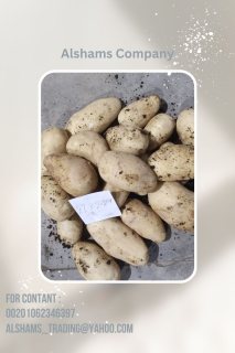 fresh potatoes 1