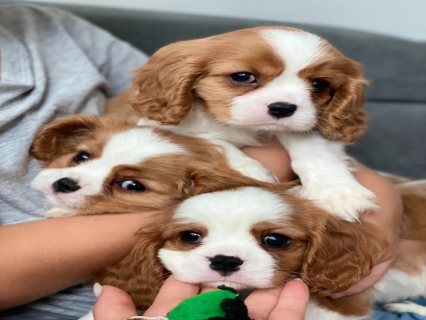 Cavalier King Charles Spaniel puppies for Sale